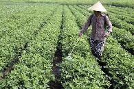 花生如何提高产量