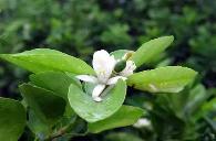 柠檬幼树促花方法
