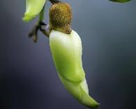 形状如其名：禾雀花，童熊子，天南星一把伞，落地生根，风车茉莉