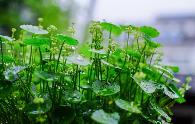 铜钱草