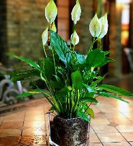 白鹤芋