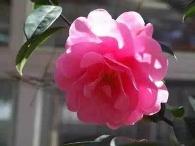 云南名贵茶花系列（20）——小桂叶