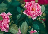 市花——月季
