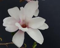 市花——玉兰