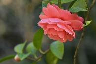 重庆市市花——山茶花