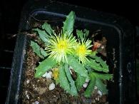 芳香波