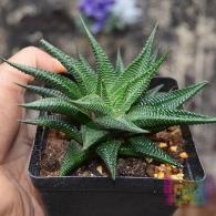 琉璃殿