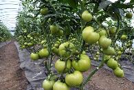 种植蔬菜学会巧施四肥
